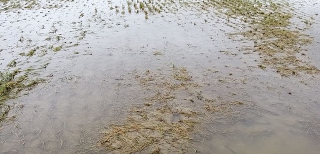 সুনামগঞ্জের বন্যায় আউশ ও সবজিতে শত কোটি টাকার ক্ষতি